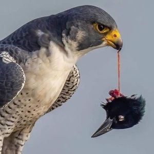 Meet your Posher, Keynan